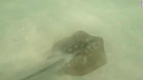 A record number of swimmers were stung by stingrays on Saturday in Huntington Beach, authorities said.