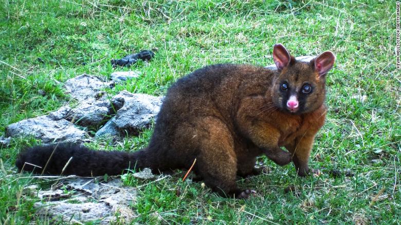 Το Possums είναι ένα τεράστιο πρόβλημα για τα εγγενή πουλιά της Νέας Ζηλανδίας.