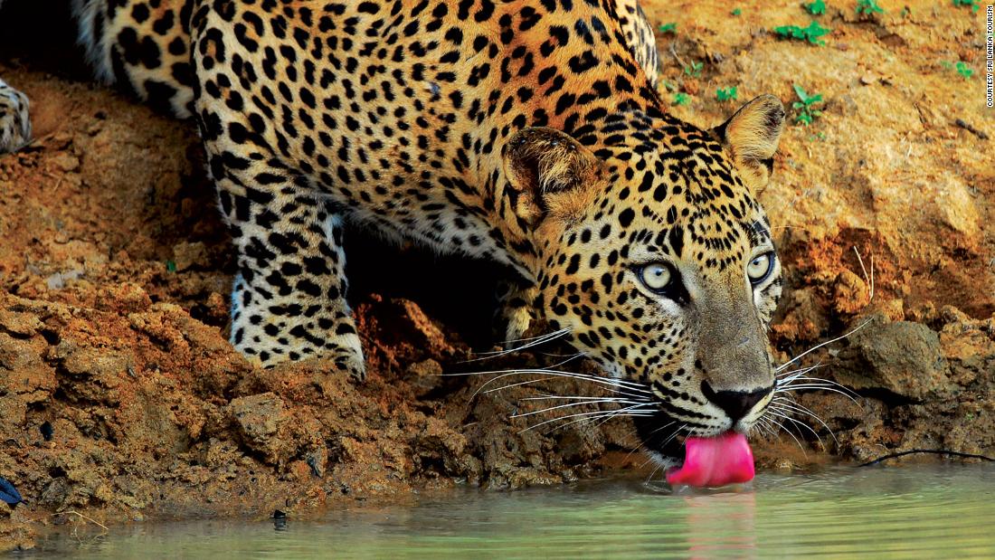 The battle to save Sri Lanka's leopards