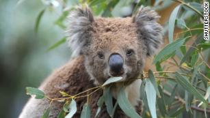 Koalas are likely dying by the hundreds as Australian wildfires tear across their habitat