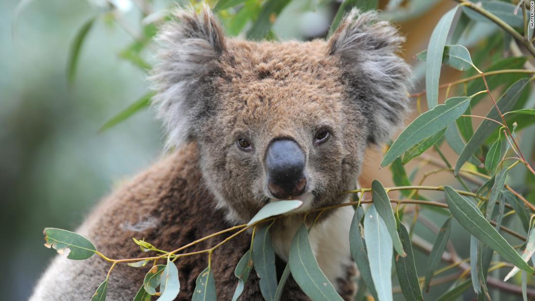 Hundreds Of Koalas Feared Dead In Australian Bushfires Cnn