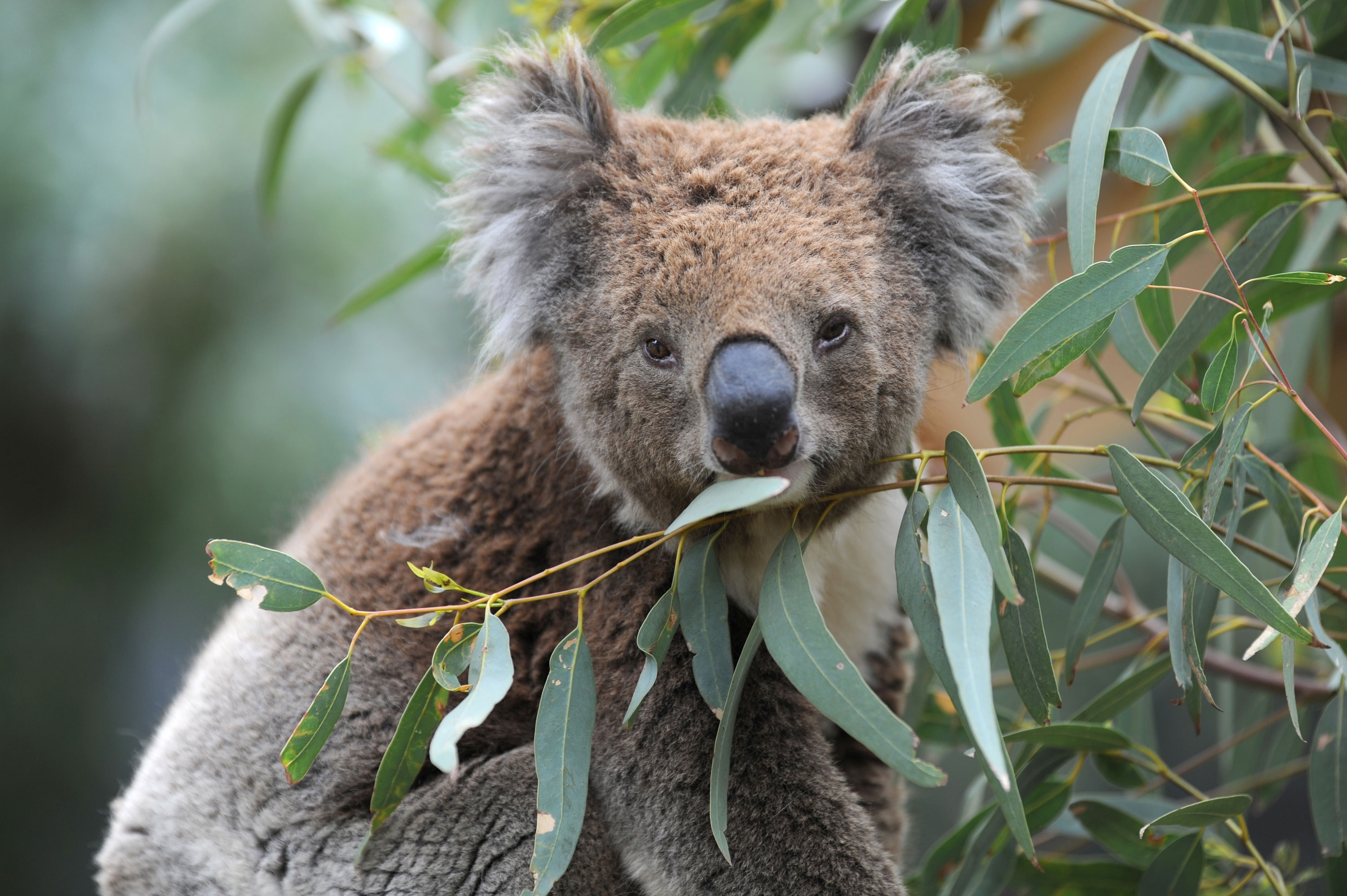 Koalas Are Likely Dying By The Hundreds As Australian Wildfires Tear Across Their Habitat Cnn
