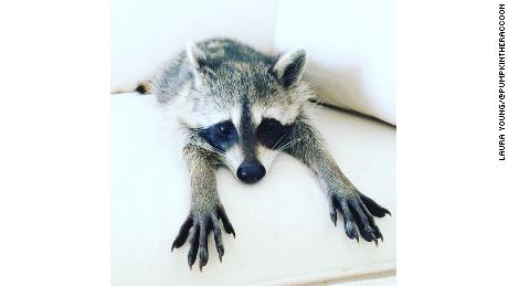 Pumpkin, the most popular raccoon on Instagram, has died