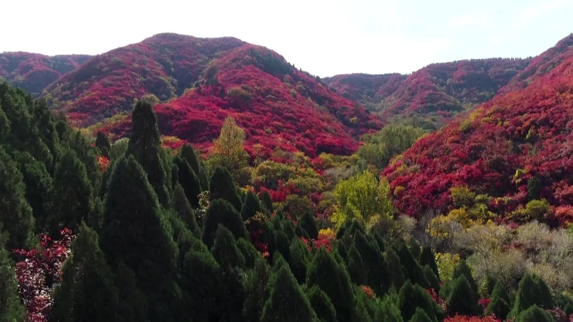 Estos árboles de un color rojo vibrante, al este de China, son como sacados  de un cuento - CNN Video