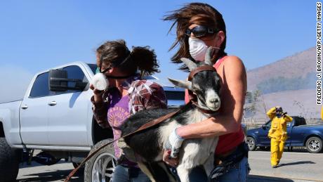 Laura Horvitz (R) and Robyn Phipps help rescue goats from a ranch near the Reagan Presidential Library in Simi Valley.