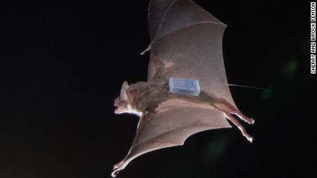 Vampire bats form close friendships and help each other, study finds