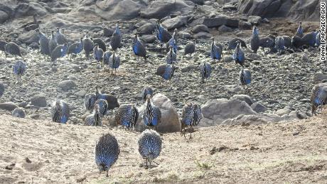 groepen van gier parelhoenders kunnen zeer groot worden, en wanneer meerdere groepen in contact komen kan het aantal vogels dat samen beweegt tot honderden oplopen. Echter, wanneer deze APO 's, super-groupsapo' s, uiteindelijk splitsen, doen ze dat terug in hun oorspronkelijke stabiele groep eenheden, wat betekent dat individuen goed geïnformeerd zijn over wie deel uitmaakt van hun groep en wie niet.