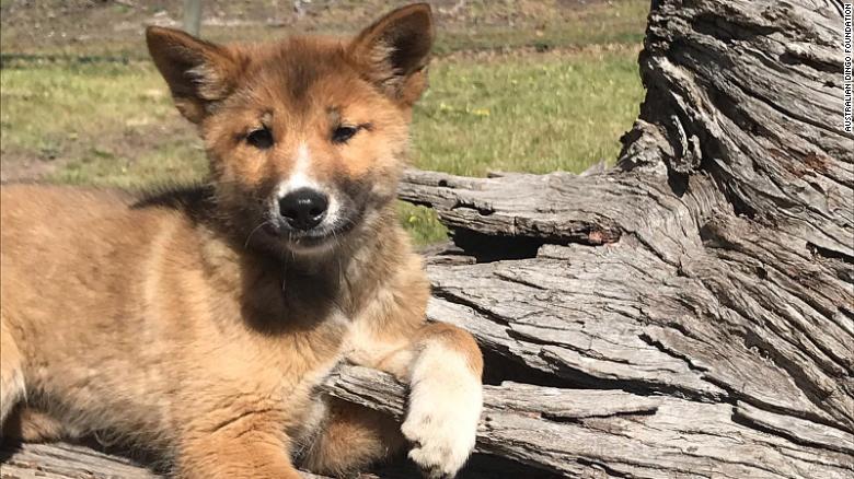 Wandi the dingo was found in a rural Australian backyard after possibly being abducted by a bird.