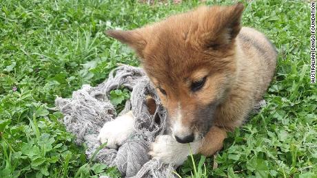 Wandi is now being socialized with other young dingoes at the Australian Dingo Foundation.