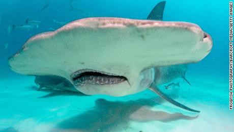 A hammerhead shark&#39;s head shape acts like sweeping a metal detector across the sand, using their ability to sense electromagnetic fields in order find prey that&#39;s buried under the sand.