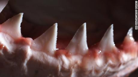 The teeth and jaw of a Great White Shark are displayed in Sydney, Australia. Many sharks today evolved to have triangular teeth that were flat and serrated like a steak knife, which helps them bite off chunks of prey.