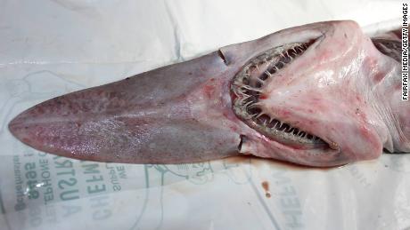 A rare goblin shark was caught by fishermen off Green Cape on the Australian coast. Goblin sharks, which are recognizable due to their large jaw proturusion, have needle-like teeth used for piercing fish.