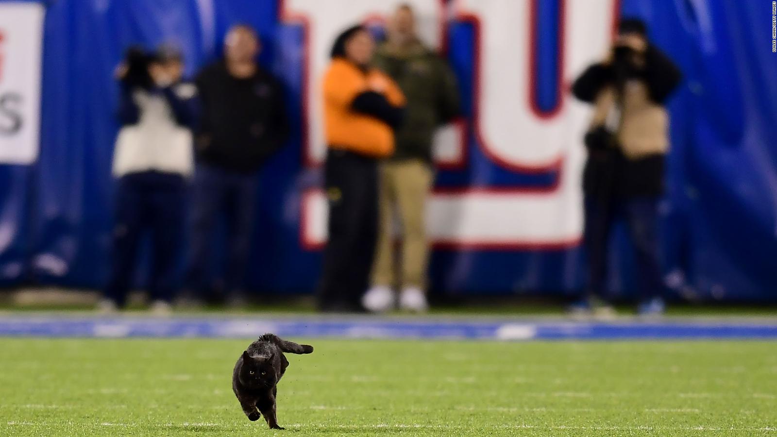 ravens cat jersey