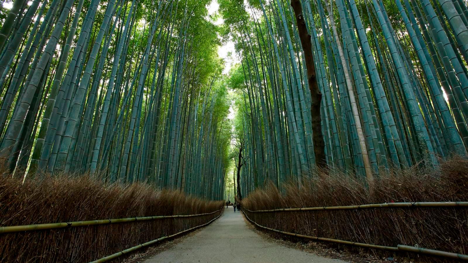 Sagano Bamboo Forest in Kyoto: One of world's prettiest groves | CNN Travel