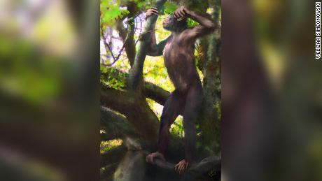 An artist&#39;s impression of what a male Danuvius probably looked like some 12 million years ago.