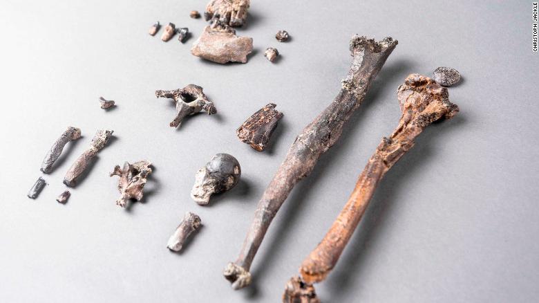 Le 21 ossa dello scheletro parziale più completo di un maschio Danuvio.