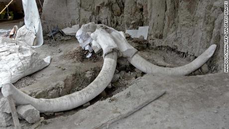 Ancient traps containing remains of 14 mammoths discovered in Mexican city