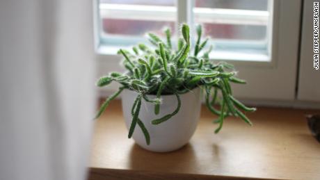Houseplants&#39; air-cleaning and oxygen-producing benefits may have been exaggerated, a new study says. 