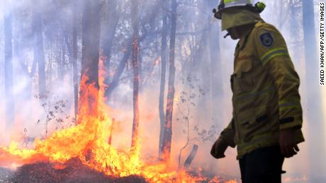 A firefighter works as a bushfire, believed to have been sparked by a lightning strike that has ravaged an area of over 2,000 hectares in northern New South Wales state, burns in Port Macquarie on November 2, 2019. - Hundreds of koalas are feared to have burned to death in an out-of-control bushfire on Australia&#39;s east coast, wildlife authorities said October 30.