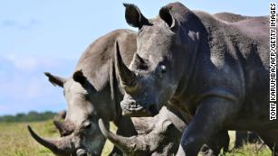 Scientists create fake rhino horn from horsehair in a bid to save the species