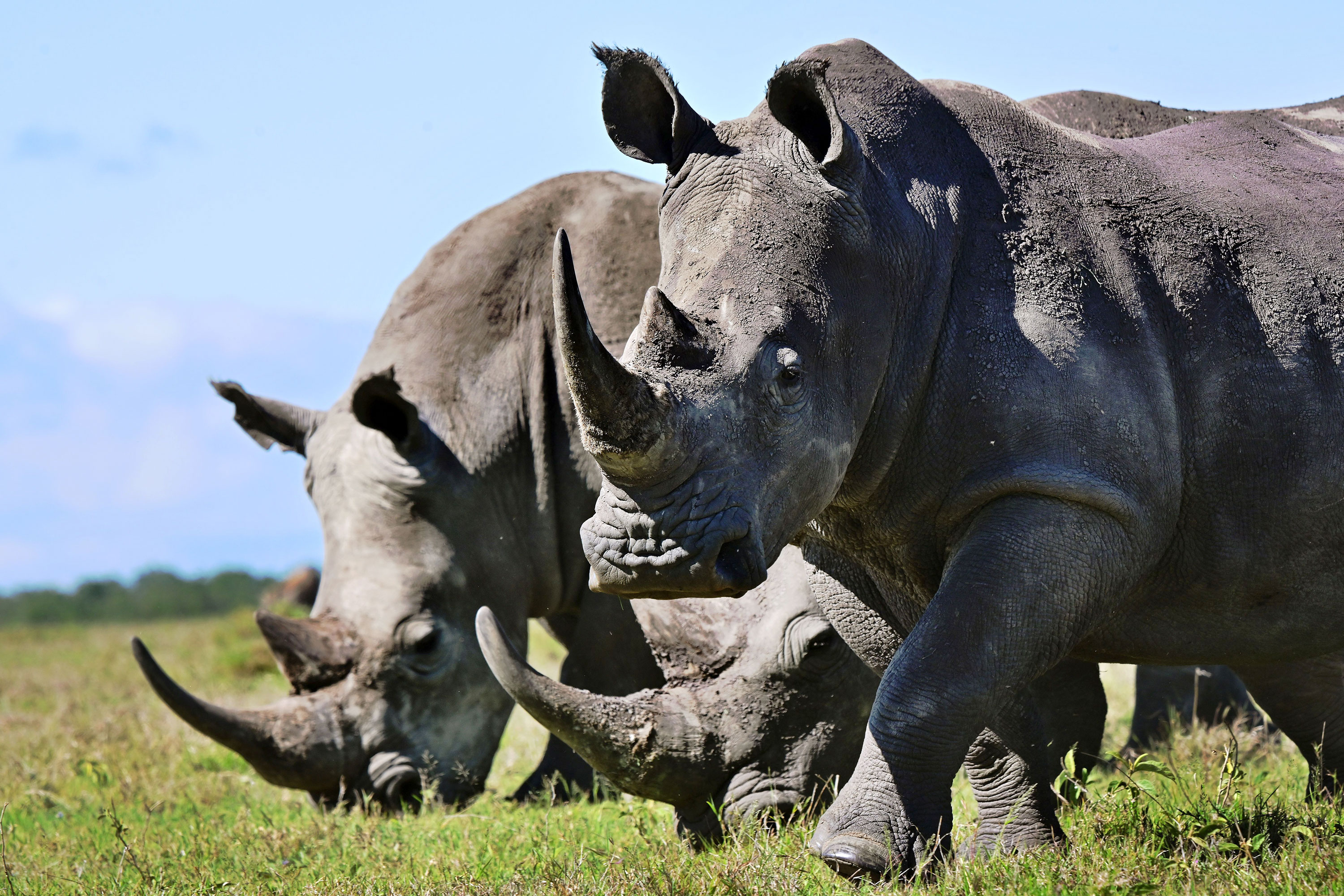rhinoceros horn rhinoceros horn