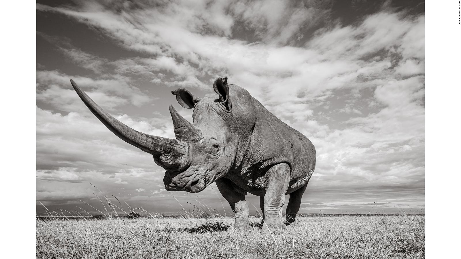 Will Burrard-Lucas' amazing photos of rhinos in Kenya | CNN Travel