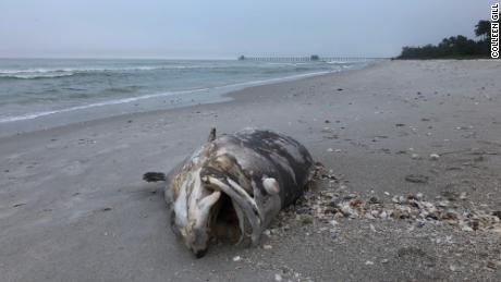 A black grouper that washed ashore in early November may have fallen victim to this latest red tide.