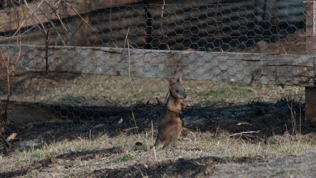 A lone joey is pictured on a scorched patch of ground in Torrington on November 11.