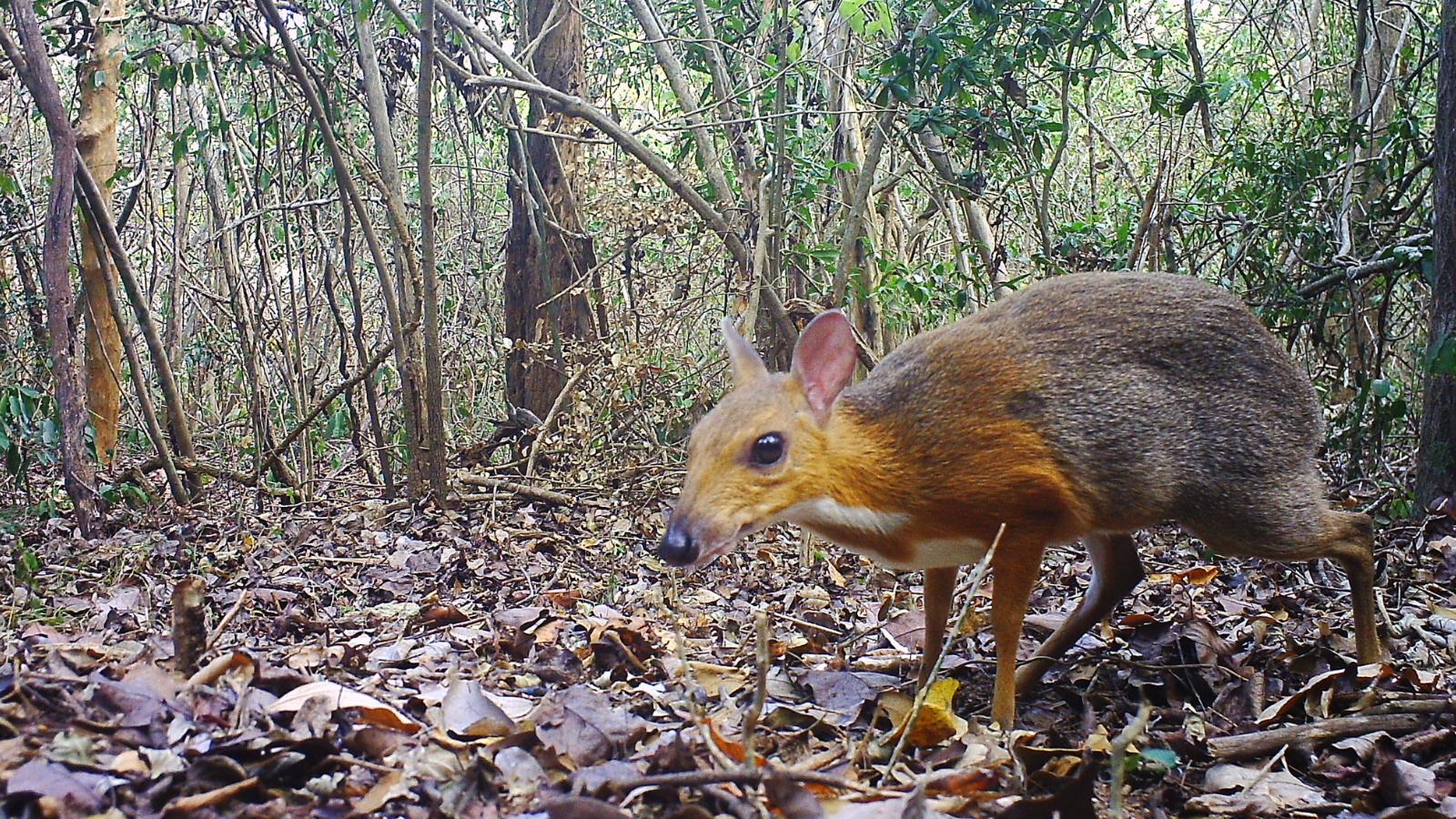 rabbit like rodent of south america