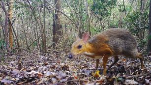 Deer-like Animal Thought Lost To Science Photographed For First Time In ...