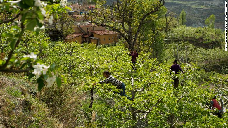 In Sichuan, China, farmers pollinate apple trees by hand. The heavy use of pesticides means the farmers have to do the bees' work, although hand-pollination also increases productivity and allows for cross pollination.