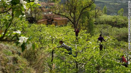 In Sichuan, China, farmers pollinate apple trees by hand. The heavy use of pesticides means the farmers have to do the bees&#39; work, although hand-pollination also increases productivity and allows for cross pollination.