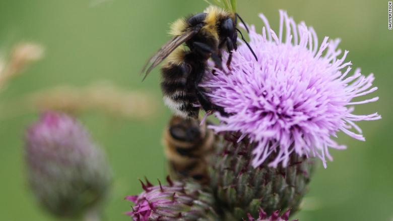 Bombus sylvarum, the shrill carder bee or knapweed carder bee, collecting nectar from a flower.