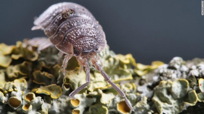 A woodlouse on a branch with lichens.