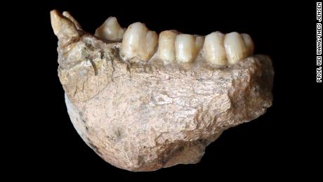 A jawbone belonging to the Gigantopithecus blacki, an extinct primate. 