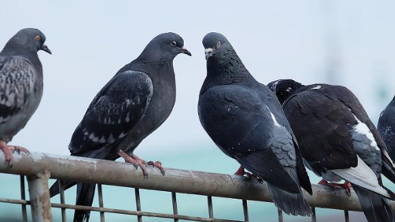 Pigeons Could Be Losing Their Toes Because Of Human Hair Cnn