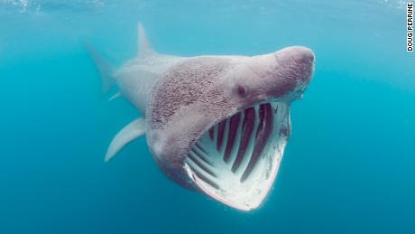 A bizarre-looking shark resurfaced on camera after an extraordinary trans-Atlantic adventure