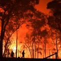 03 australia bushfires 1119 RESTRICTED