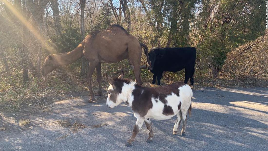 Camel, cow and donkey were found lost on a Kansas road