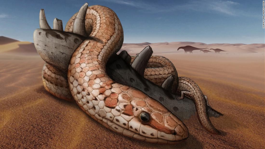 This is an artist&#39;s illustration of Najash rionegrina in the dunes of the Kokorkom desert that extended across Northern Patagonia during the Late Cretaceous period. The snake is coiled around with its hindlimbs on top of the remains of a jaw bone from a small charcharodontosaurid dinosaur.