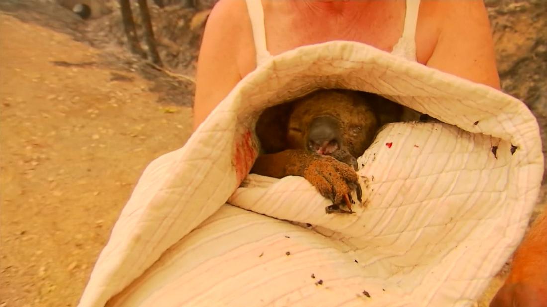 Koala Rescued From Australia Bushfire Reunited With Hero Grandma Cnn