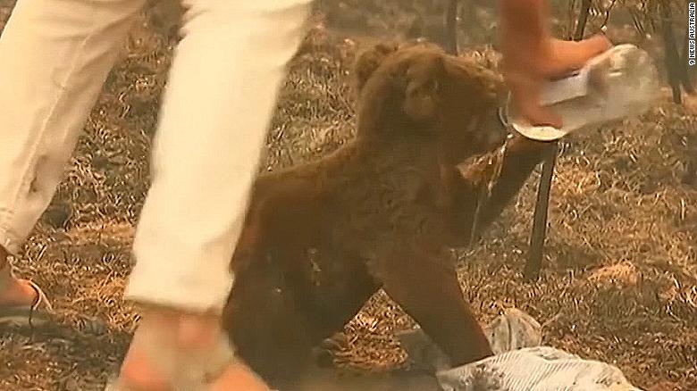Koala Rescued From Australia Bushfire Reunited With Hero Grandma Cnn