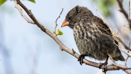 Is fear hereditary? Darwin's frightened Galapagos finches suggest the answer is yes