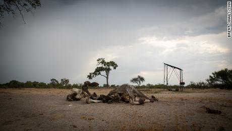 An elephant carcass in Hwange. A severe drought that has drained water sources in Zimbabwe&#39;s largest national park, resulting in a number of elephant deaths. 