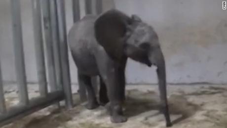 Young elephants were taken from their mothers in Zimbabwe. Now they&#39;re in cages in China