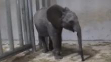 Young elephants were taken from their mothers in Zimbabwe. Now they're in cages in China