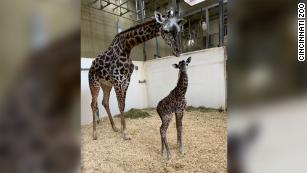 Cincinnati Zoo welcomes baby giraffe less than a week after its father died