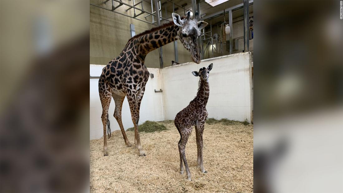 Rare white giraffes killed by poachers at Kenyan wildlife sanctuary - CNN