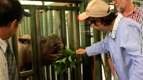 The last Sumatran rhino in Malaysia has died and there are less than 80 left in the world