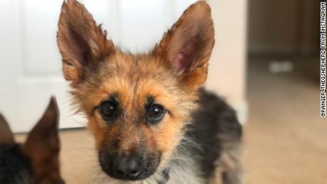 Researchbreeder Com Find German Shepherd Dog Puppies For Sale Genetic Testing Done